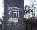 Zdjęcie przedstawia drzewo z oznakowaniami szlaków                                                                                                                                                      