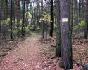 Zdjęcie przedstawia oznakowanie na drzewie w lesie                                                                                                                                                      