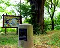 Widok przedstawia Lipę Jagnę , pomnik przyrody  leżacy  na 53 równoleżniku.                                                                                                                             