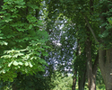 Zdjęcie przedstawia aleję wejściową do parku dworskiego w Wilczkowie.                                                                                                                                   