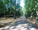 Zdjęcie przedstawia widok na aleję spacerową znajdującą się w Parku Pomorzańskim.                                                                                                                       