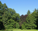 Zdjęcie przedstawia park dworski w Rąbinie w widoku od strony pałacu.                                                                                                                                   