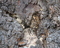 Zdjęcie przedstawia zbliżenie na kolonię pszczół w pniu dębu szypułkowego w Rzęcinie.                                                                                                                   