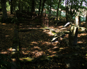 Zdjęcie przedstawia cmentarz polowy między drzewami.                                                                                                                                                    