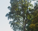 Zdjęcie przedstawia gatunek drzewa o nazwie Cypryśnik Błotny.                                                                                                                                           