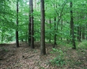 Zdjęcie przedstawia Rezerwat Stramniczka i jego roślinność.                                                                                                                                             