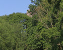 Zdjęcie przedstawia wieżę widokową otoczoną roślinnością parku miejskiego w Świdwinie. Widok od strony ulicy Drawskiej.                                                                                 