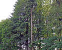Zdjęcie przedstawia zbliżenie drzew na cmentarzu wojennym w Toporzyku.                                                                                                                                  