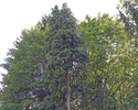 Zdjęcie przedstawia zbliżenie na korony drzew na cmentarzu wojennym w Toporzyku.                                                                                                                        