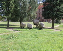 Na zdjęciu widnieje zbiór głazów narzutowych w Kołbaczu.                                                                                                                                                