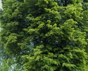 Zdjęcie przedstawia pomnik przyrody - lipę drobnolistną z bardzo rozłożystą koroną w Sławnie.                                                                                                           