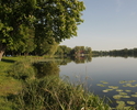Na zdjęciu widnieje jezioro miejskie w Trzcińsku-Zdrój.                                                                                                                                                 
