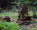 Na zdjęciu widać porośnięty grzybami pień drzew w Puszczy Drawskiej.                                                                                                                                    