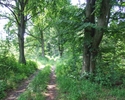 Zdjęcie przedstawia szlak przyrodniczy Drawskiego Parku Krajobrazowego.                                                                                                                                 