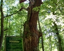 Zdjęcie przedstawia Dęba Bolesław. Można zauważyć jak ogromne jest to drzewo.                                                                                                                           
