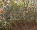 Zdjęcie przedstawia zarośniętą część parku dworskiego za budunkiem dworskim                                                                                                                             