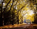 Widok na aleję drzew, na ziemi leżą żółte jesienne liście, widać spacerujące osoby                                                                                                                      