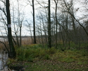 Zdjęcie przedstawia Rezerwat przyrody Olszyny Ostrowskie                                                                                                                                                