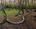 Pniewo - Krzywy las
