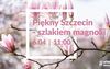 Piękny Szczecin - szlakiem magnolii