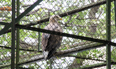 Permanent exhibition of white-tailed eagles