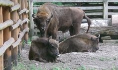 Bison Show Farm