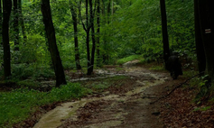 The Szczecin Landscape Park "Puszcza Bukowa" ['the Beech Forest']