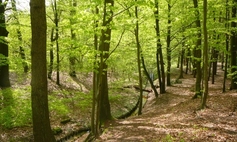 Park Leśny Arkoński w Szczecinie